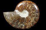 Polished, Agatized Ammonite (Cleoniceras) - Madagascar #88153-1